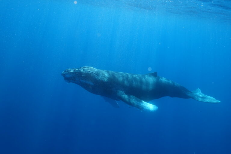 Makena Image 15