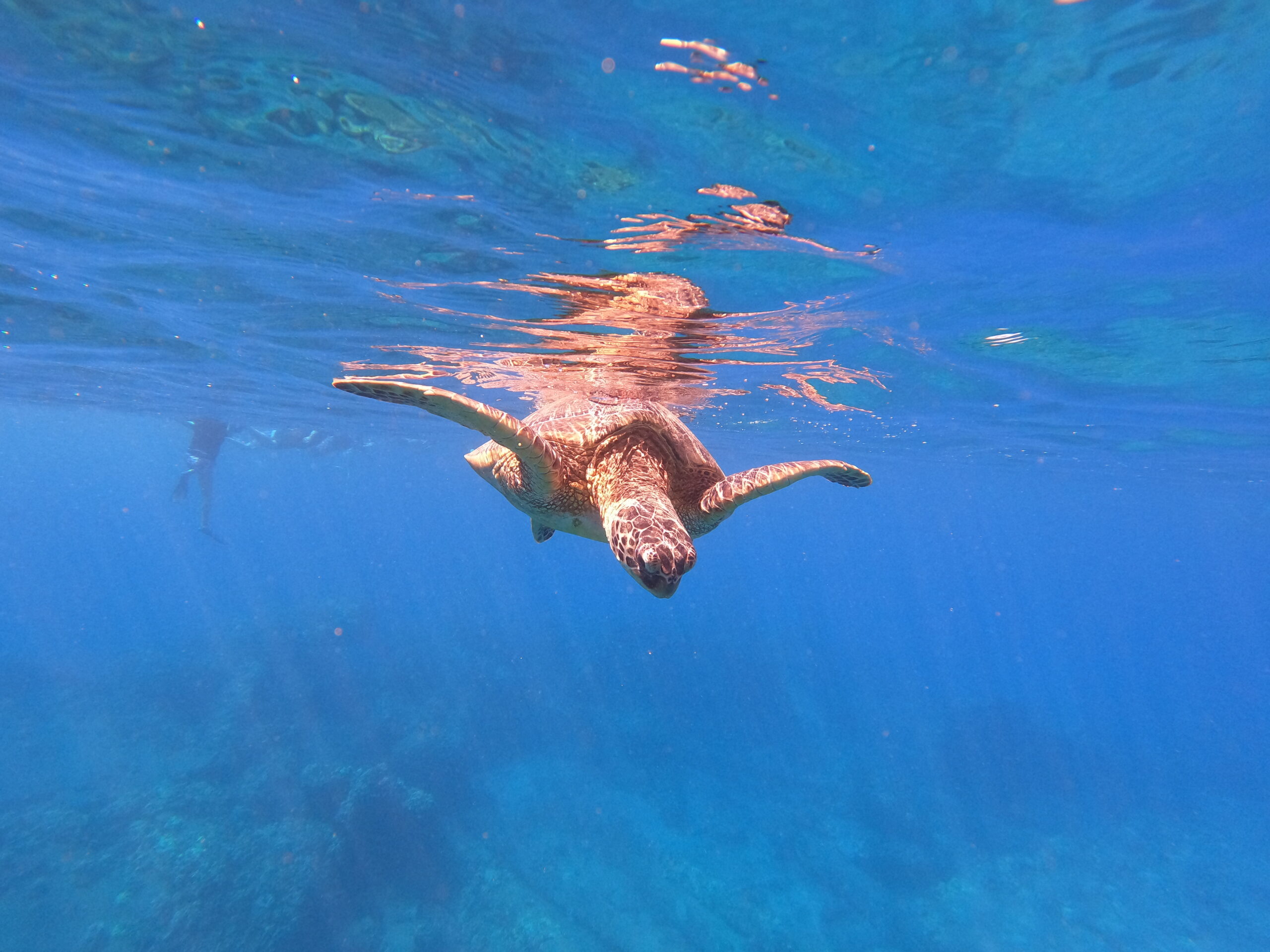 Dcim100goprogopr0396.jpg