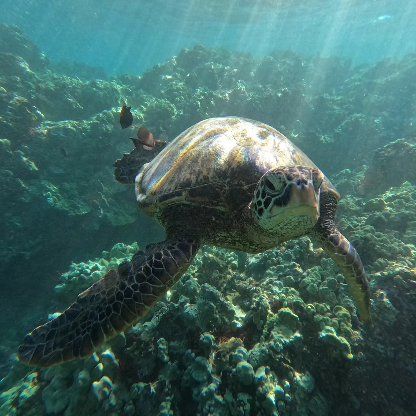 Olowalu Image 51