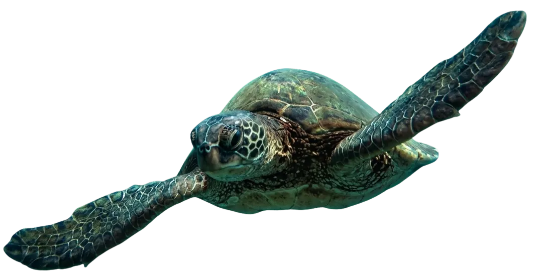 Turtle Img