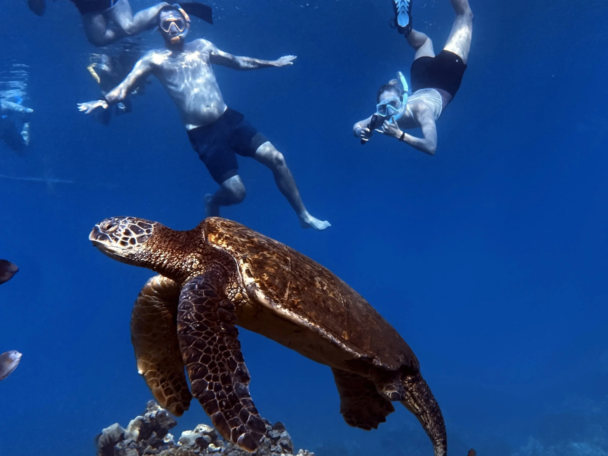 Turtle Img